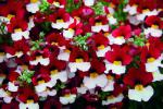 Nemesia ‘Sunsatia Cherry on Ice’  