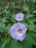 Nicandra physalodes