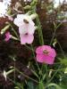 Nicotiana mutabilis ‘Marshmallow’