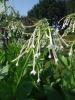 Nicotiana sylvestris ‘Only the Lonely’