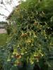 Nicotiana ‘Tinkerbell’