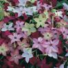 Nicotiana x alata ‘Cuba Mix’