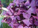 Oxalis ‘Xalis Burgundy Wine’