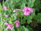 Oxalis ‘Pink Pillow’   