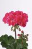 Pelargonium zonale ‘Castello Tammo Rose Eye’