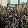 Pennisetum glaucum ‘Purple Baron’