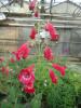 Penstemon barbatus ‘Red Riding Hood’