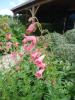 Penstemon   ‘Hidcote Pink’