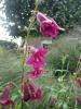 Penstemon ‘Pensham Plum Jerkum’