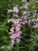 Penstemon ‘Sour Grapes’