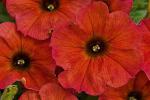 Petunia ‘Petchoa BeautiCal Cinnamon’