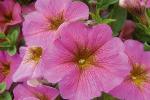 Petunia ‘Petchoa BeautiCal Sunray Pink"