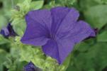 Petunia ‘Surfinia Blue’