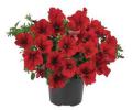 Petunia ‘Surfinia Compact Dark Red’