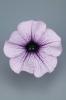 Petunia ‘Surfinia Compact Purple Vein’      