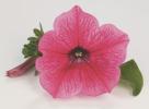 Petunia ‘Surfinia Hot Pink’