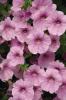 Petunia ‘Surfinia Sweet Pink’