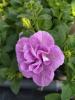 Petunia  ‘Tumbelina Mathilda’