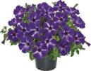 Petunia ‘Viva Blue Stardust’