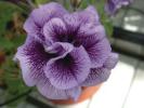 Petunia  ‘Viva Double Purple Vein’    