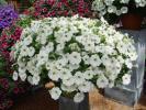 Petunia  ‘Viva Snowy White’