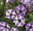 Petunia  ‘Vivini Blue Star’