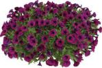 Petunia  ‘Vivini Burgundy’