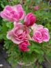 Rosa ‘LillyRose Wonder6’