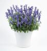 Salvia farinacea ‘Sallyfun Silver Blue’