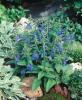 Salvia   patens ‘Patio Dark Blue’ 