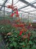 Salvia ‘Ember’s Wish’ 