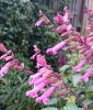 Salvia ‘Kisses and Wishes’  